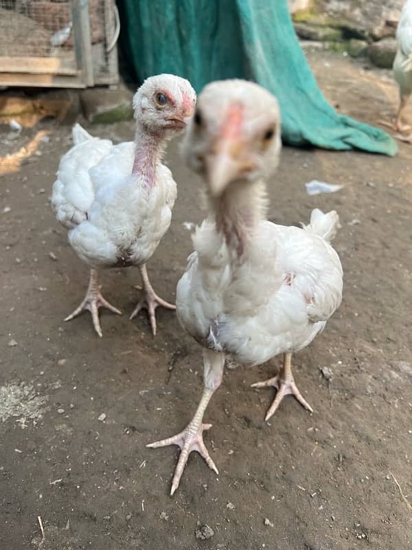 Pure heera hera hira aseel chicks available paper white 1