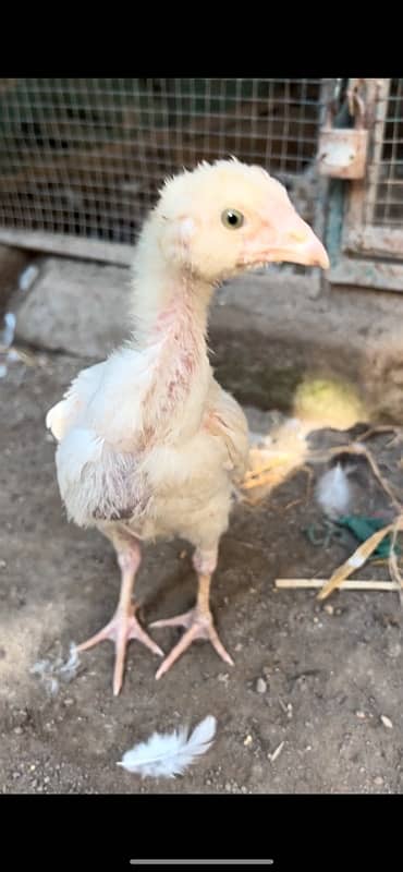 Pure heera hera hira aseel chicks available paper white 2