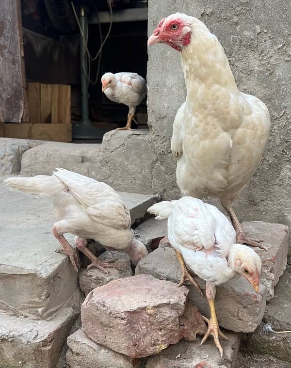 Pure heera hera hira aseel chicks available paper white 3