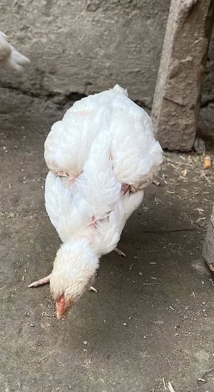 Pure heera hera hira aseel chicks available paper white 4