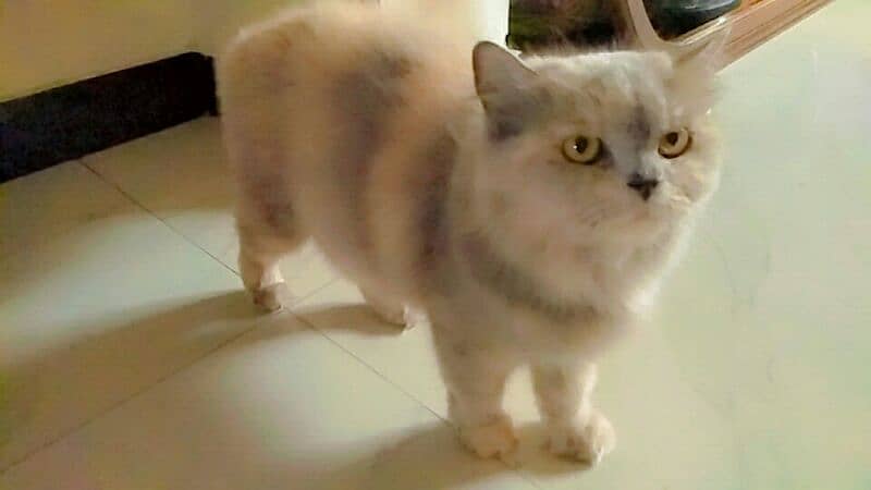 Breeder female pure persian cat 1