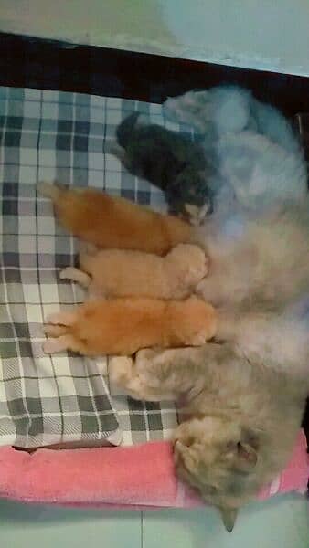 Breeder female pure persian cat 2