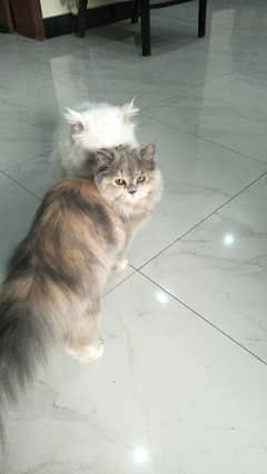 Breeder female pure persian cat