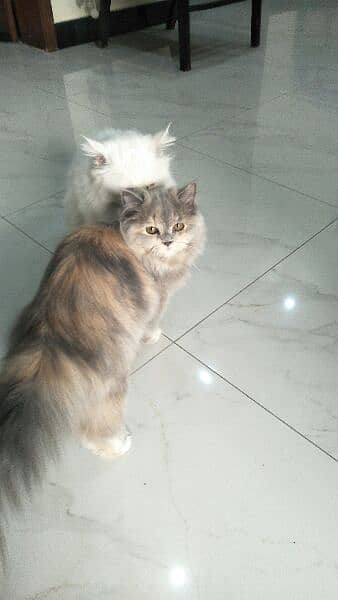 Breeder female pure persian cat 0