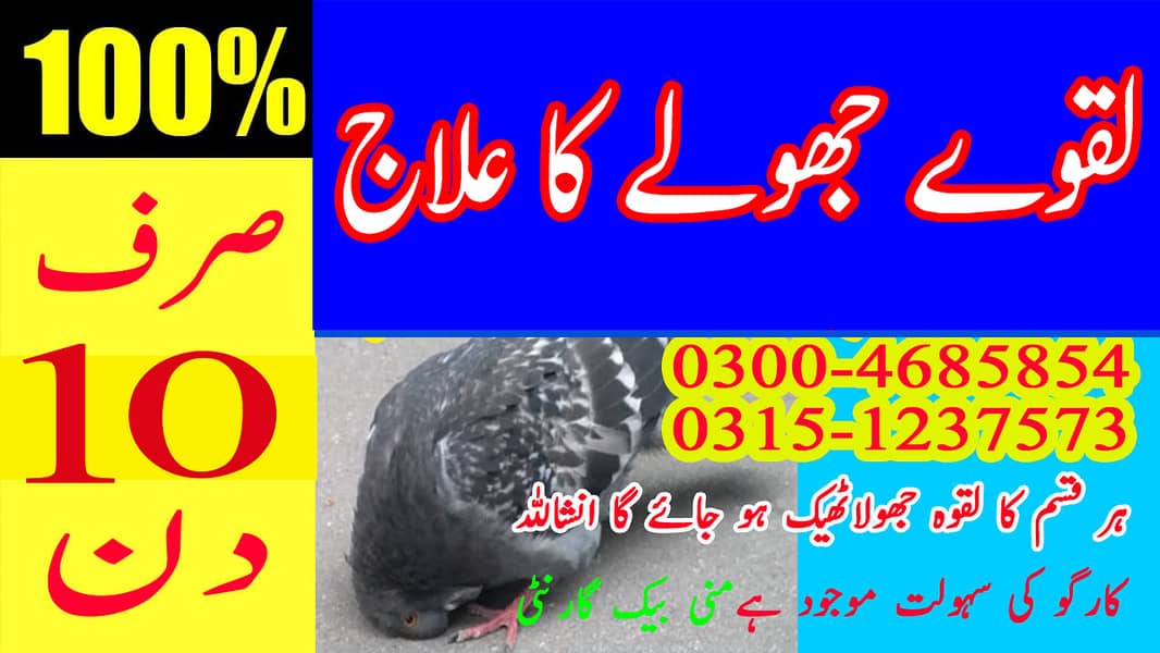 Pigeon Birds Kabootar 1