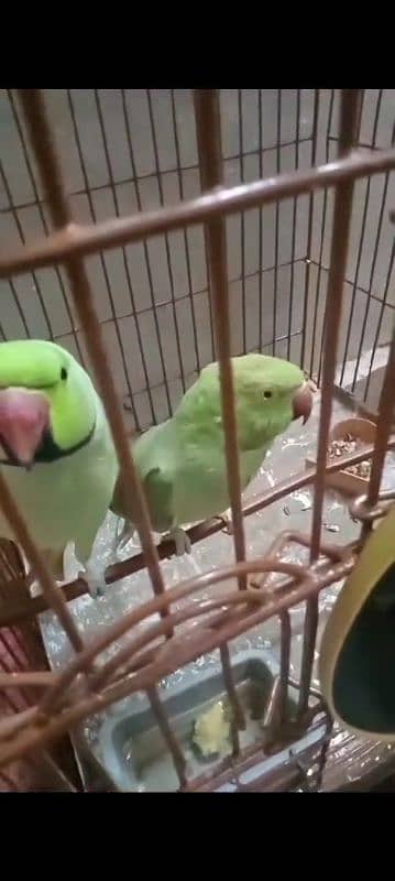 green parrots 0