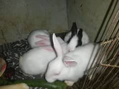 Rabbits for sale