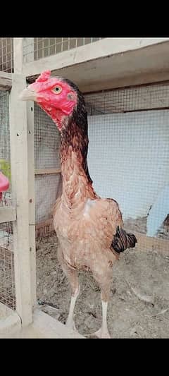 Pure Aseel madi long heighted Pakistani hen murgi