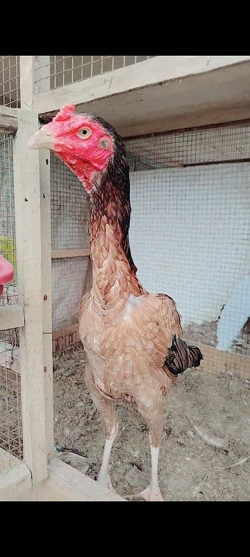 Pure Aseel madi long heighted Pakistani hen murgi 0