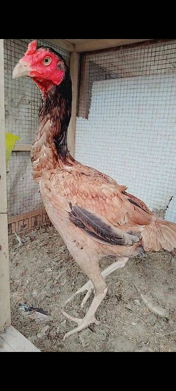 Pure Aseel madi long heighted Pakistani hen murgi 1