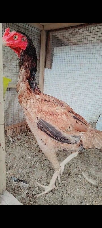 Pure Aseel madi long heighted Pakistani hen murgi 2