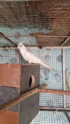 eno white cockatiel male red eye