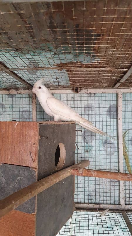 eno white cockatiel male red eye 0