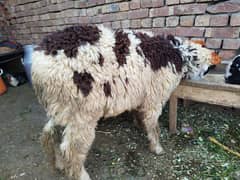 chatra available for qurbani