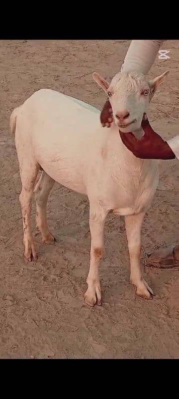 Taddi bakra 0