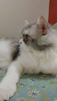 Persian Cat Pure Persian Breed