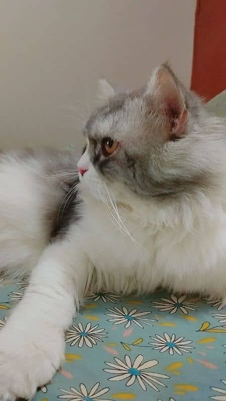 Persian Cat Pure Persian Breed 0