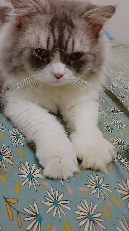 Persian Cat Pure Persian Breed 4