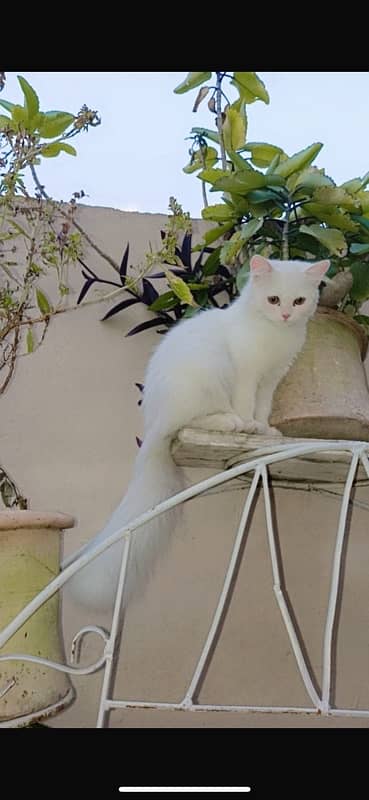 persian cat for sale 0