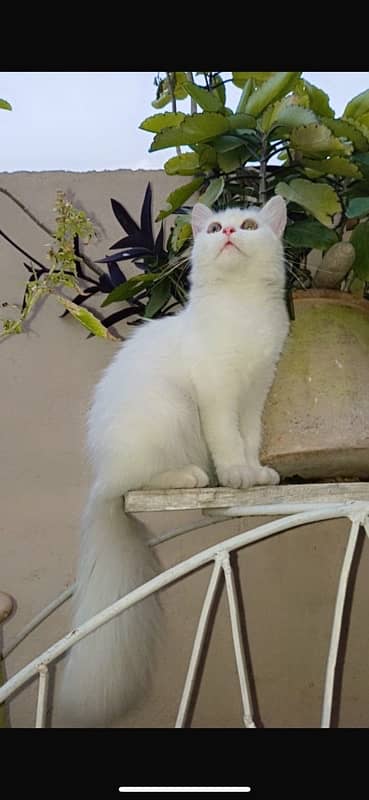 persian cat for sale 1