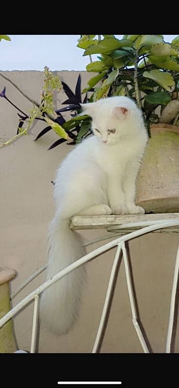 persian cat for sale 2