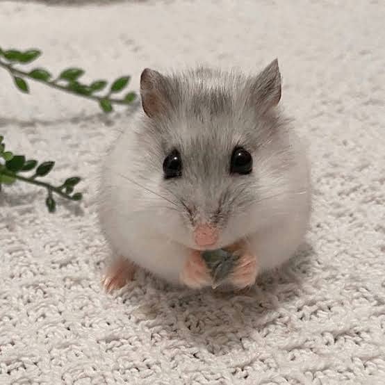 hamsters ready to bread syrian adult looking distributor/shop. 4