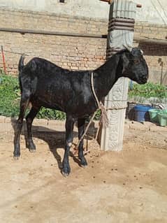 Healthy goat for sale 3 pao dood