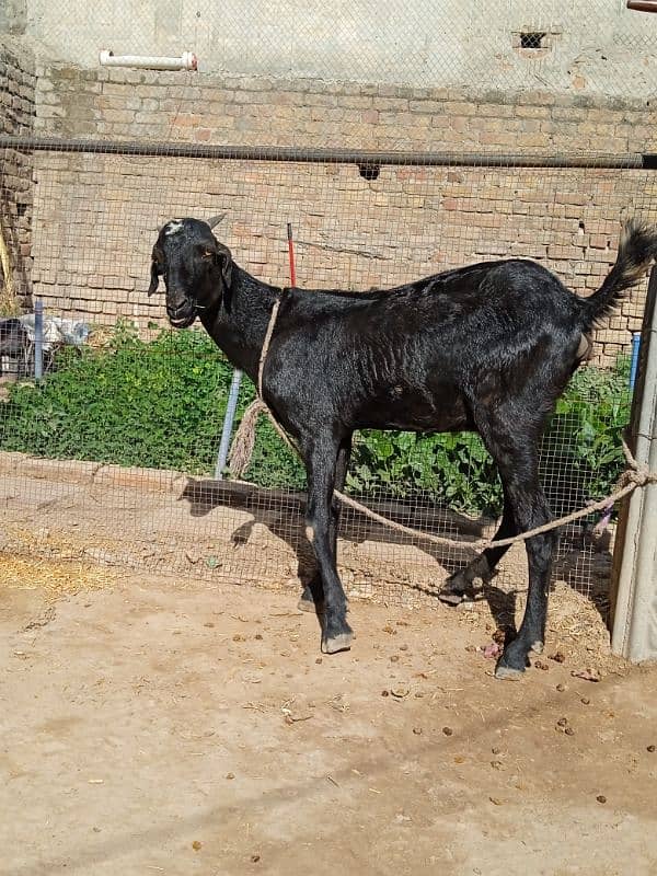 Healthy goat for sale 3 pao dood 1