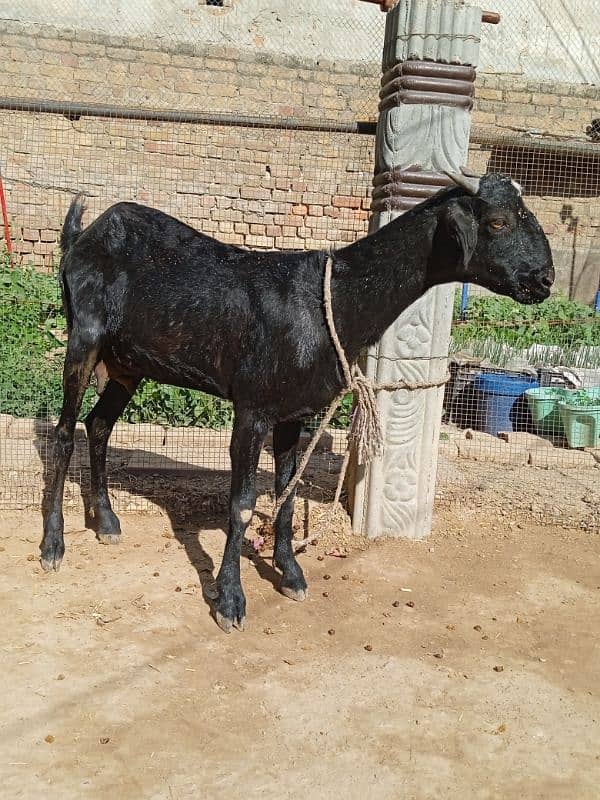 Healthy goat for sale 3 pao dood 2