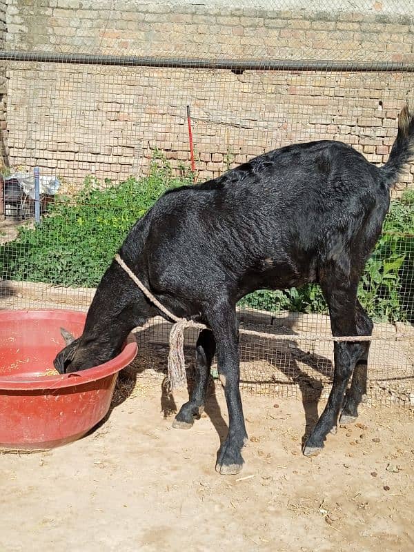 Healthy goat for sale 3 pao dood 3