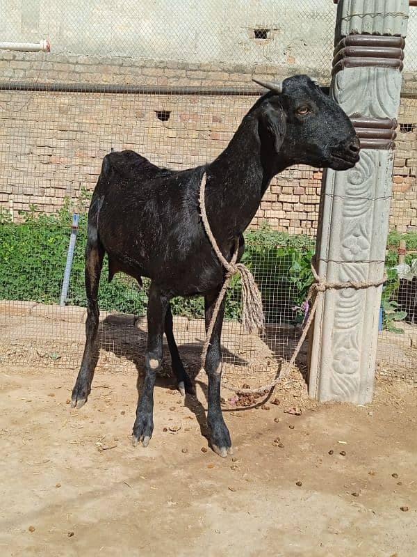 Healthy goat for sale 3 pao dood 4