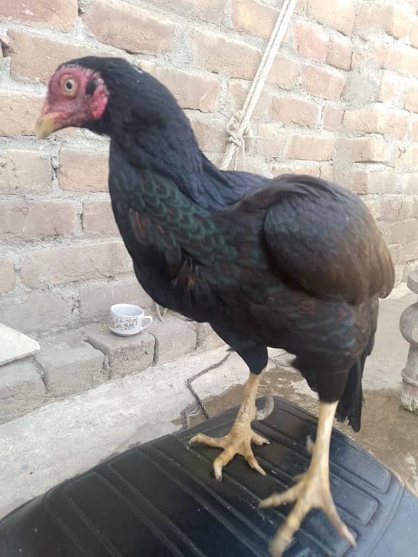 aseel murgha murghi pathian and heera patha for sale 4