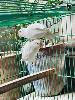 Albino Black eye ready to breed pair