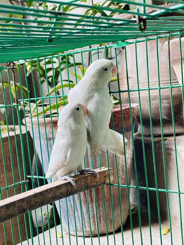 Albino Black eye ready to breed pair 1