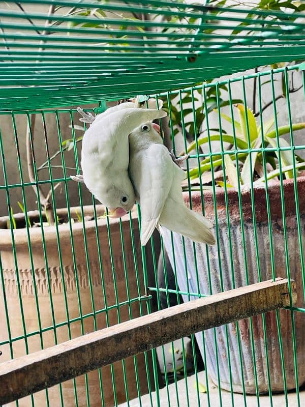 Albino Black eye ready to breed pair 2