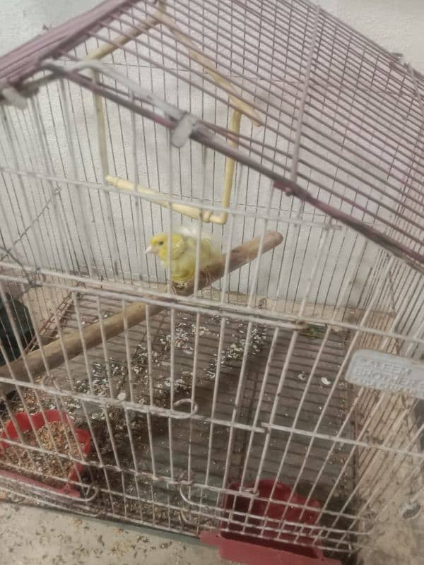 male and female best breed canary mosaiq 3