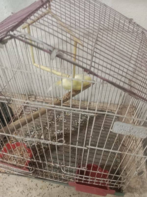 male and female best breed canary mosaiq 5