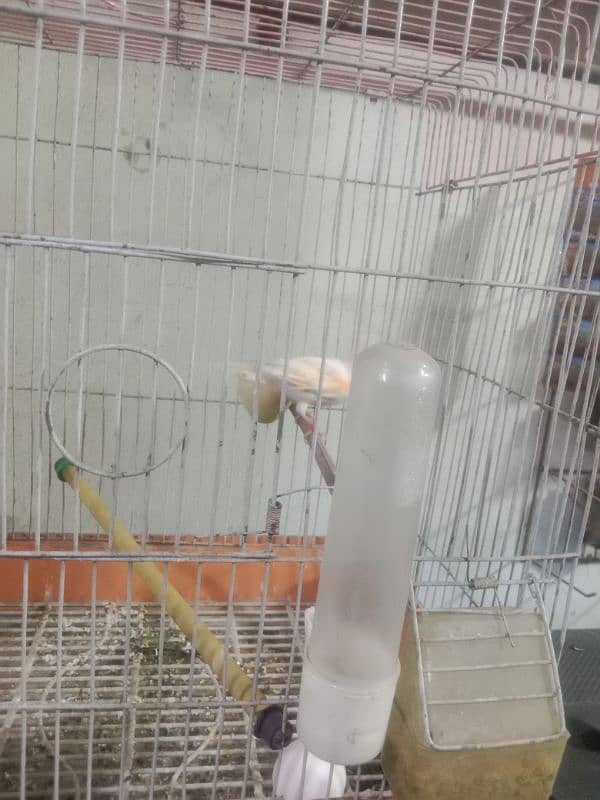 male and female best breed canary mosaiq 7