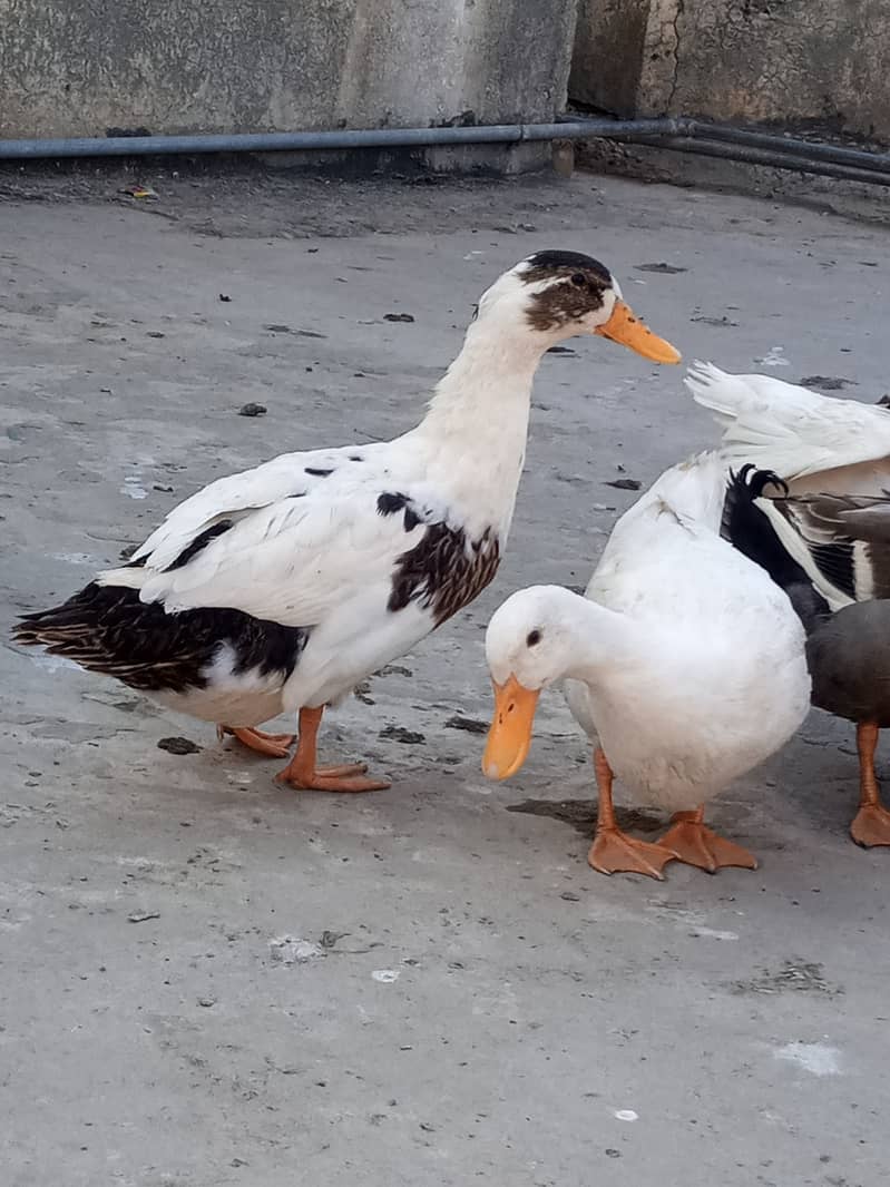 Duck flock 2000 each 0