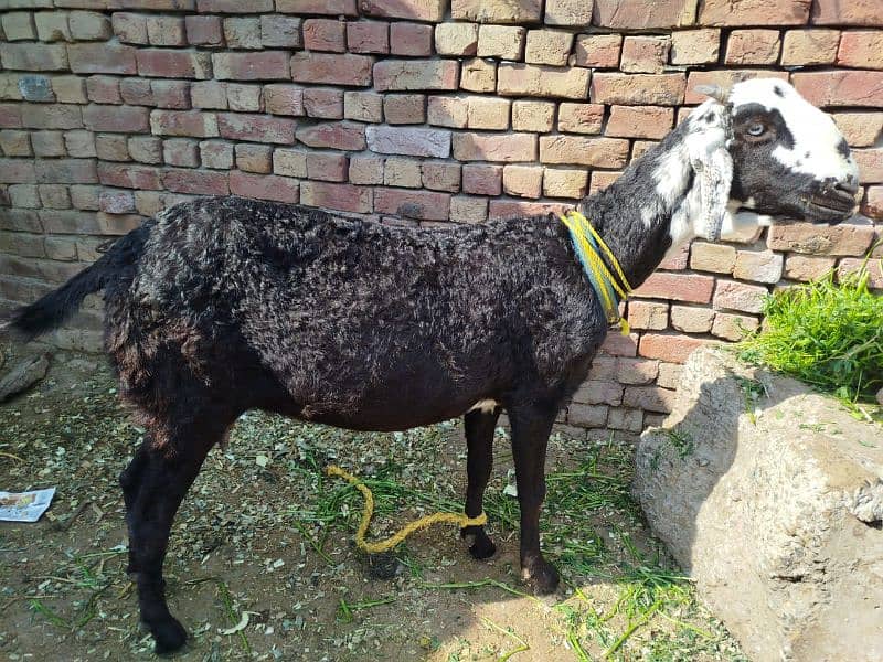 bakri for sale 0