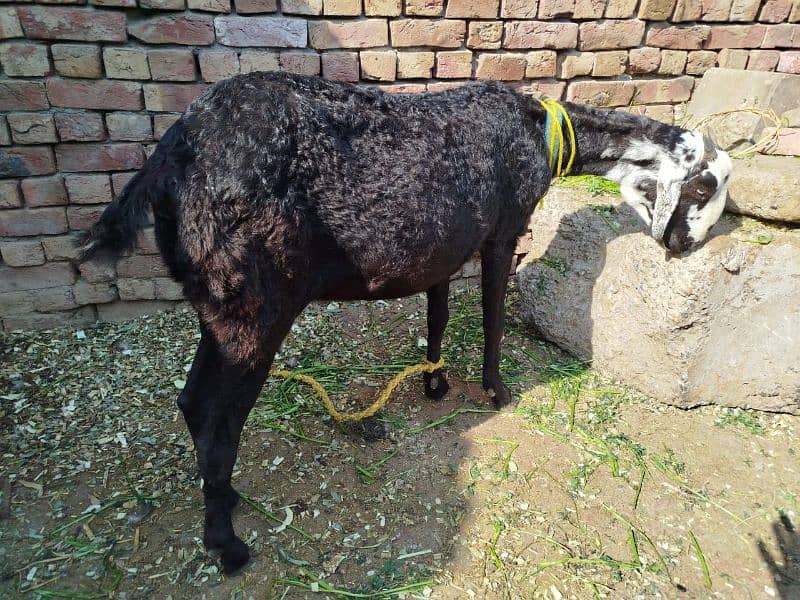 bakri for sale 1