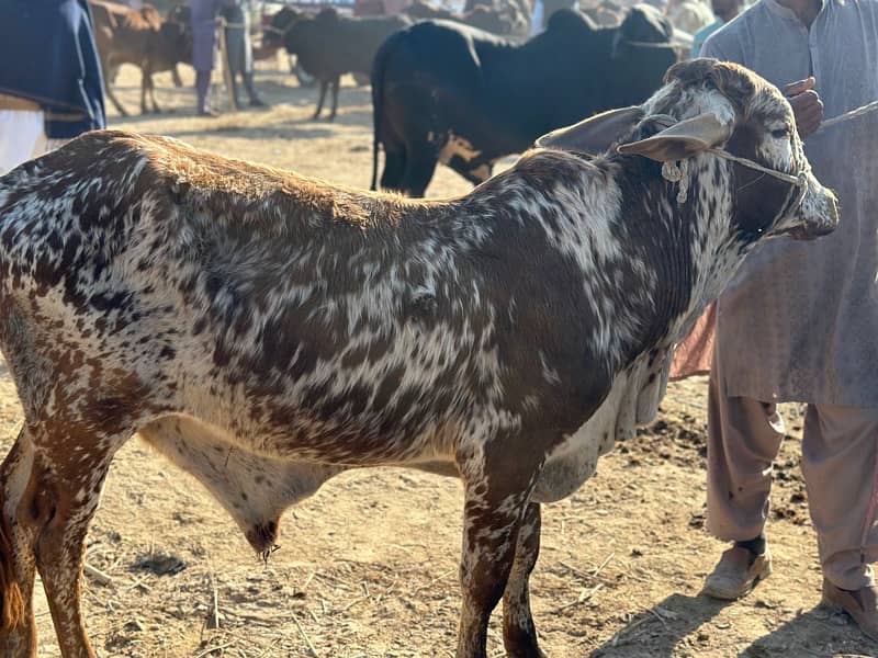 Bachra For Qurbani 2025 8