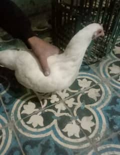 hen for sale desii ha