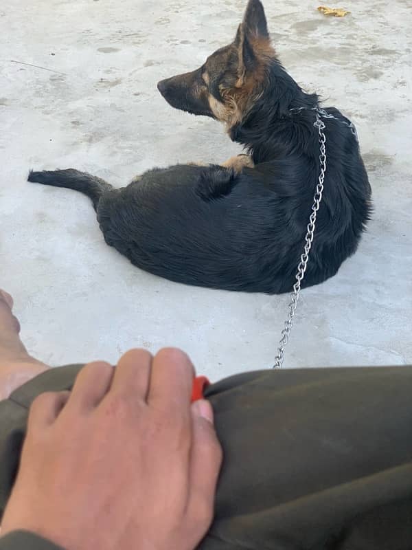 German Shepherd 0