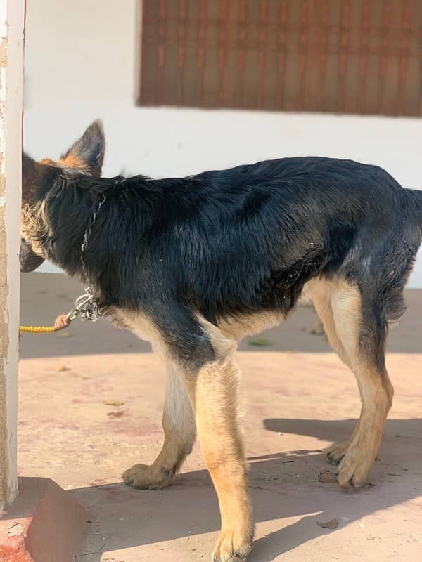 German Shepherd 2