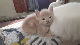 PERSIAN CAT BABY 3 COTTED FOR SALE