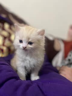 Adorable Persian Triple Coat Kittens for Sale – White & Ginger!