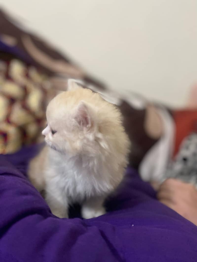 Adorable Persian Triple Coat Kittens for Sale – White & Ginger! 1