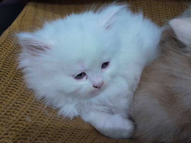 Adorable Persian Triple Coat Kittens for Sale – White & Ginger! 2