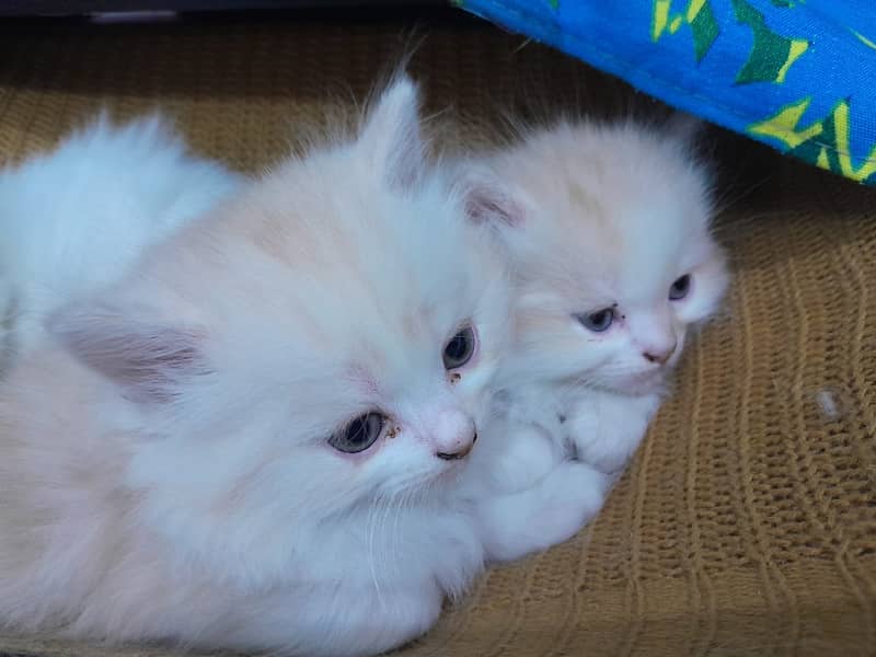 Adorable Persian Triple Coat Kittens for Sale – White & Ginger! 3